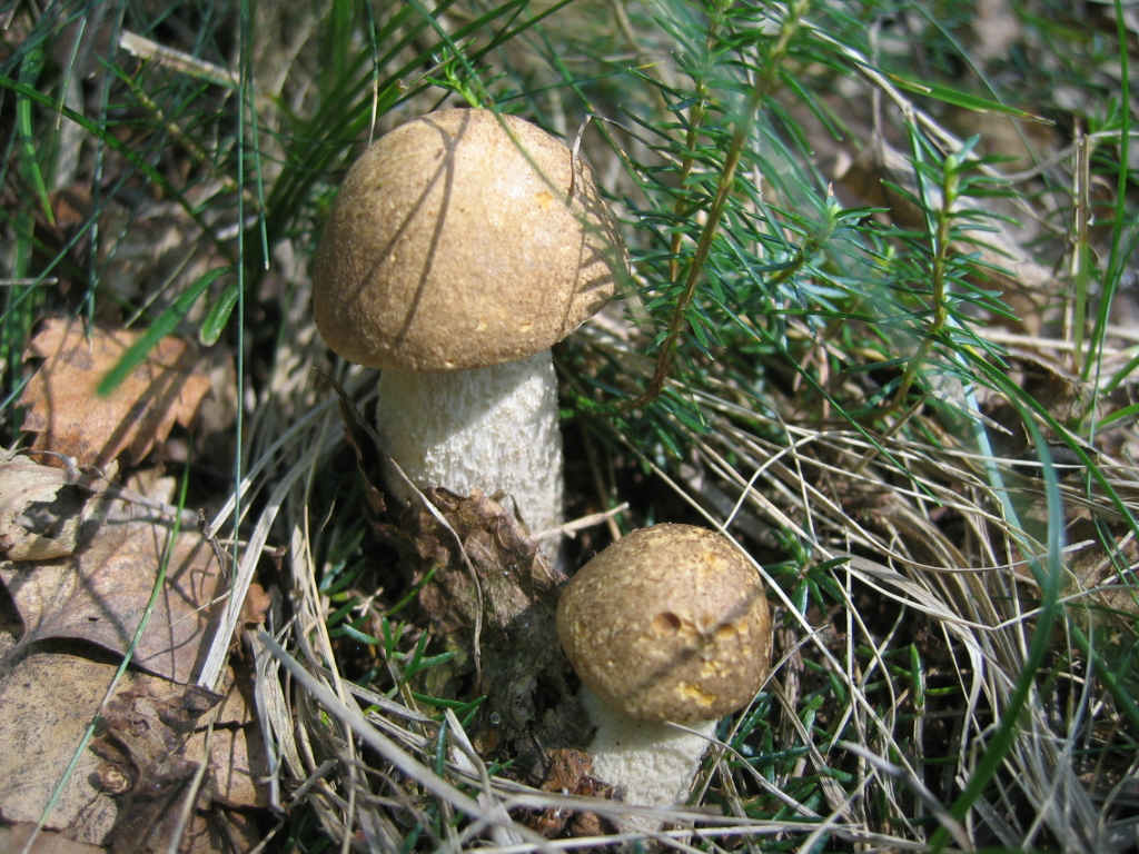 2005 :  Un anno di funghi